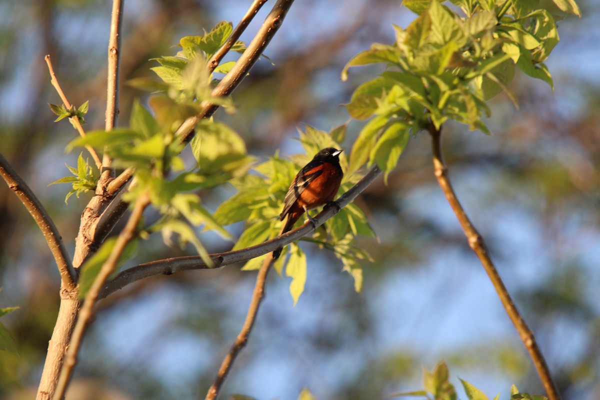 Orchard Oriole - ML618672323