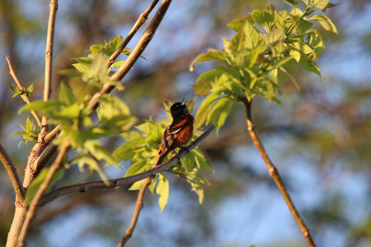 Orchard Oriole - ML618672324