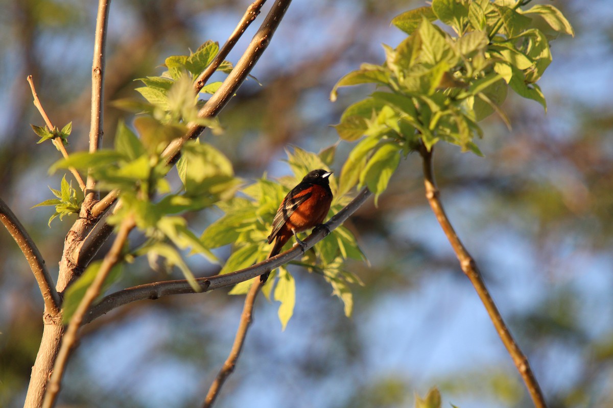 Orchard Oriole - ML618672325