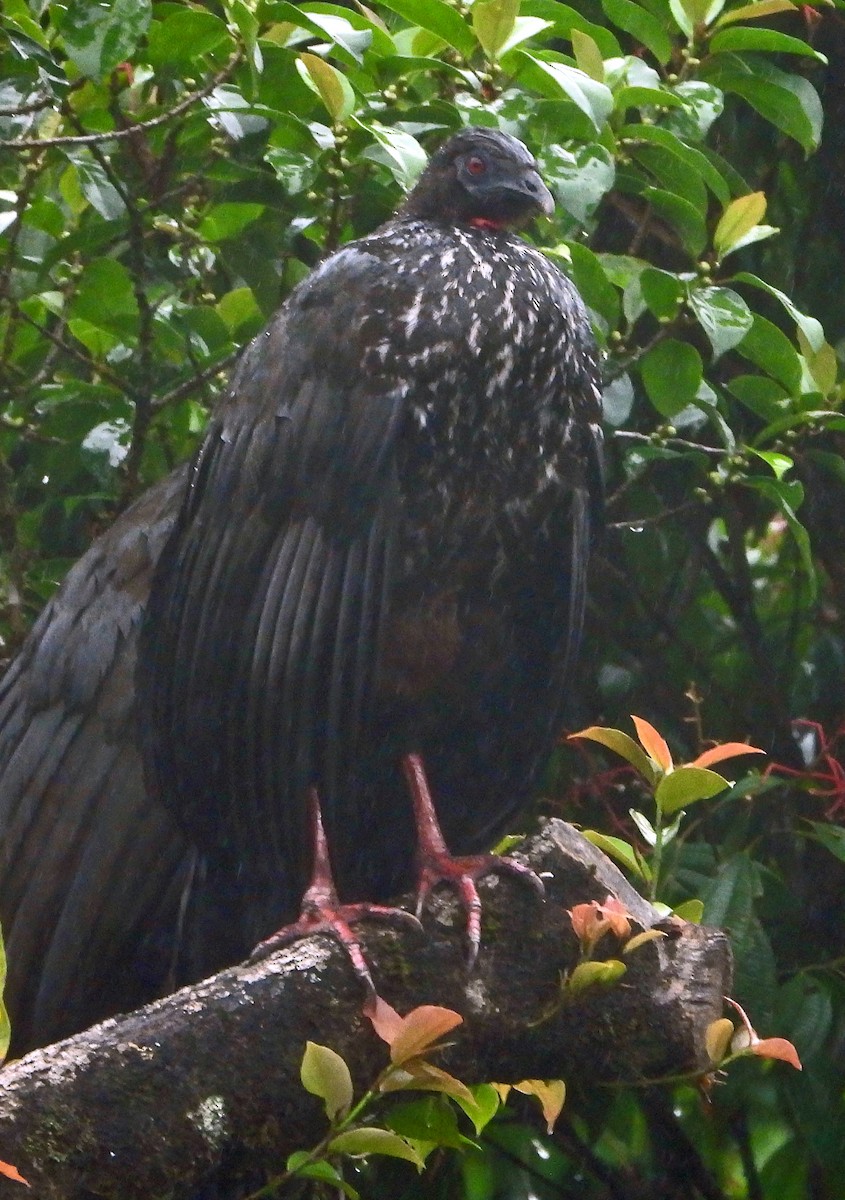Crested Guan - Connie Galey