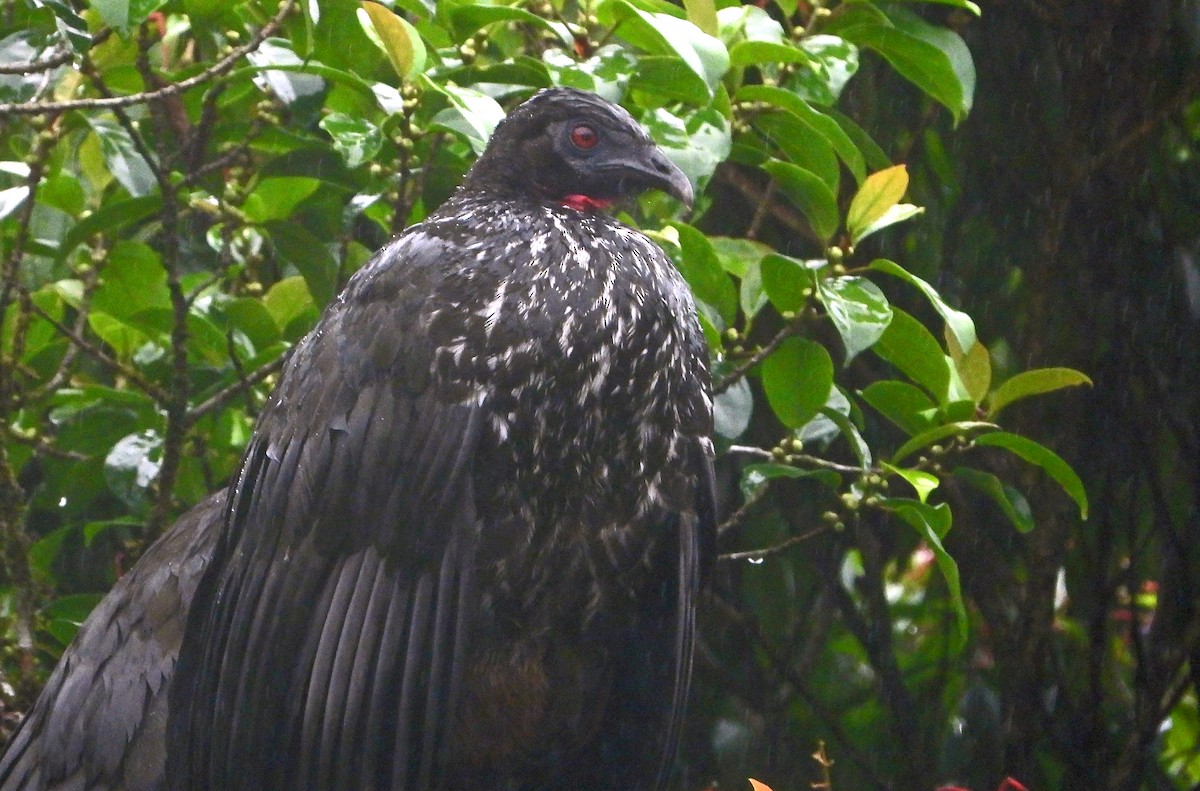Crested Guan - ML618672371