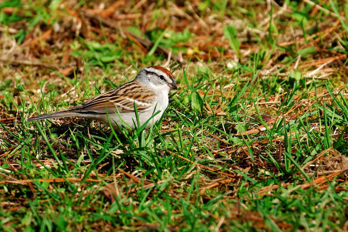 Chipping Sparrow - ML618672385