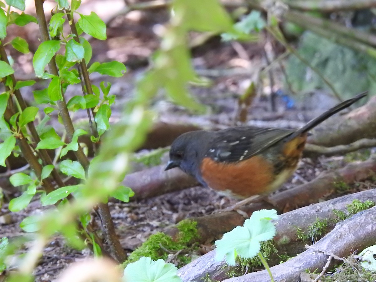 Spotted Towhee - ML618672397