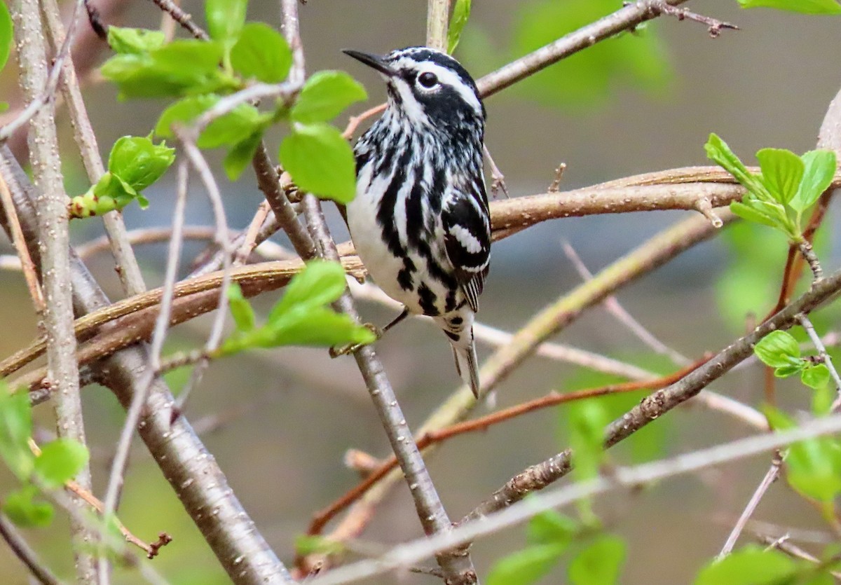 Black-and-white Warbler - ML618672398