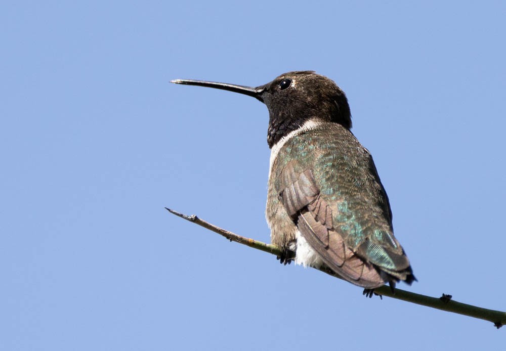 Black-chinned Hummingbird - ML618672452