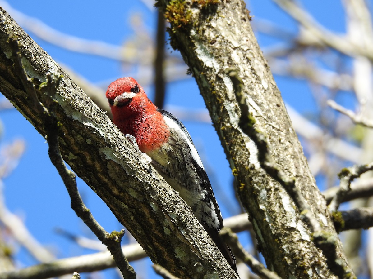 Red-breasted Sapsucker - ML618672463