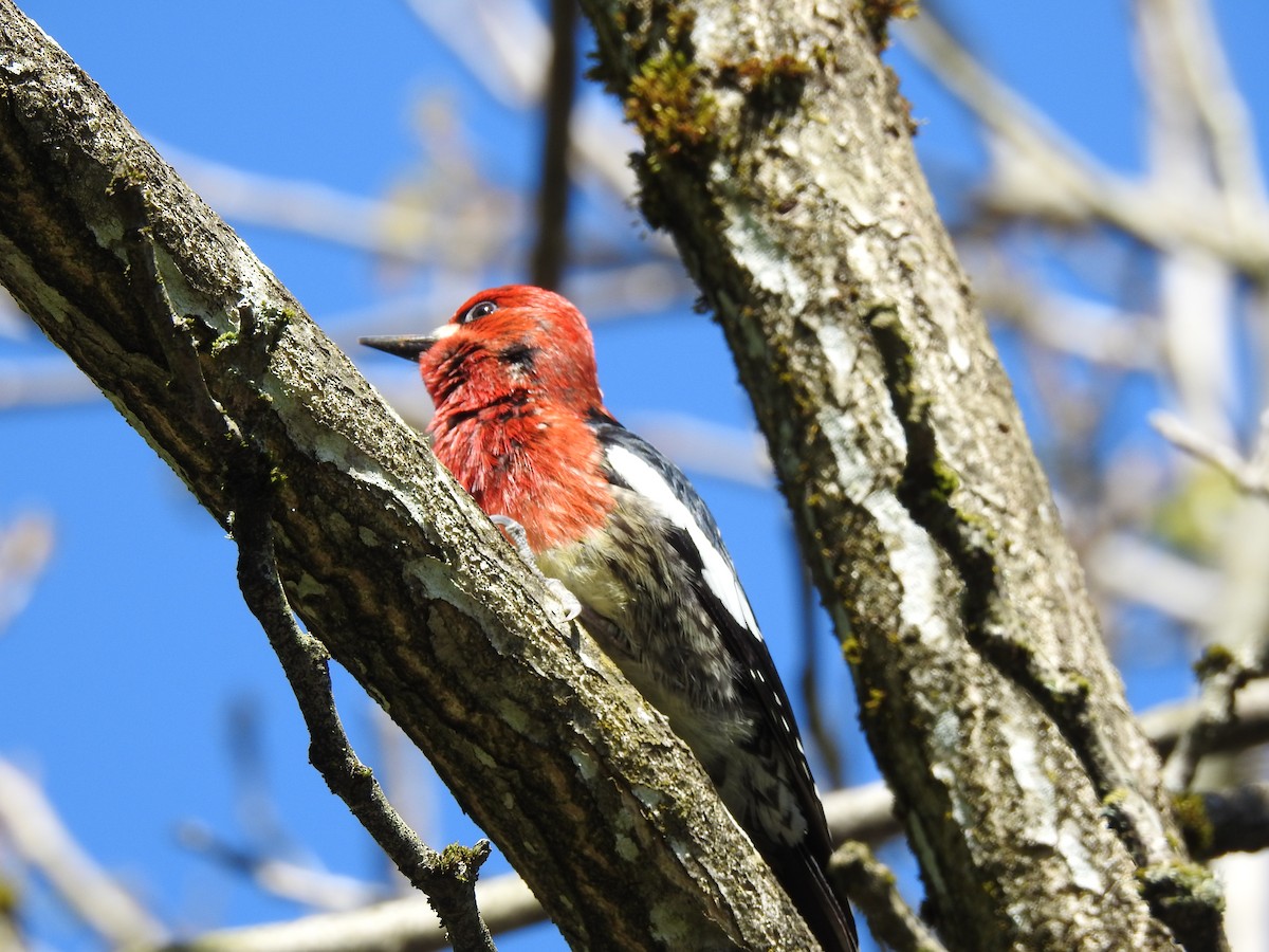 Red-breasted Sapsucker - ML618672464