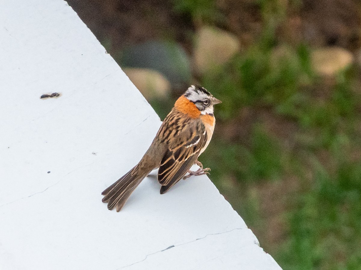 Rufous-collared Sparrow - ML618672492