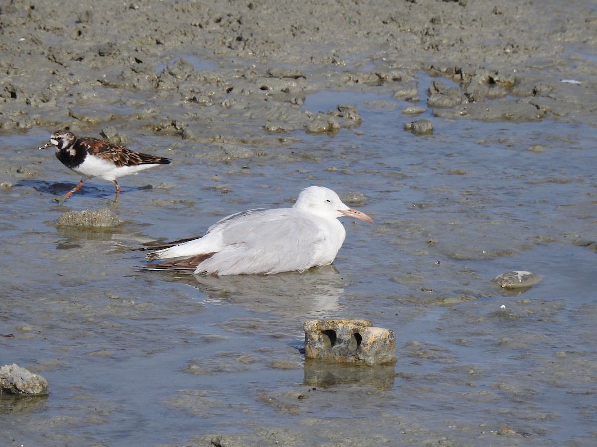 Slender-billed Gull - Irvin Calicut