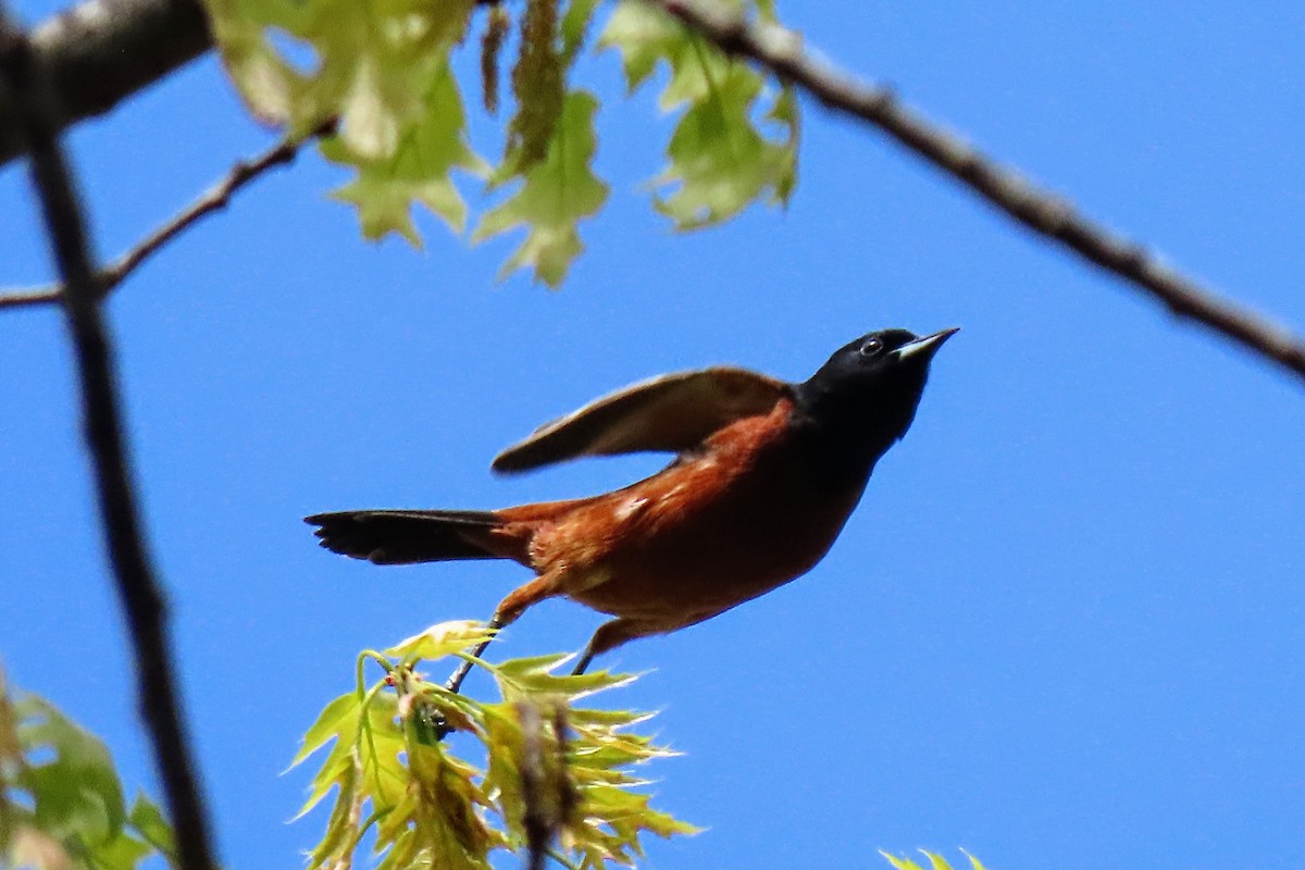 Orchard Oriole - ML618672542