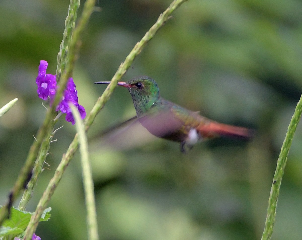 Rufous-tailed Hummingbird - ML618672563