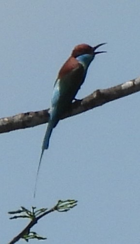 Blue-throated Bee-eater - ML618672606