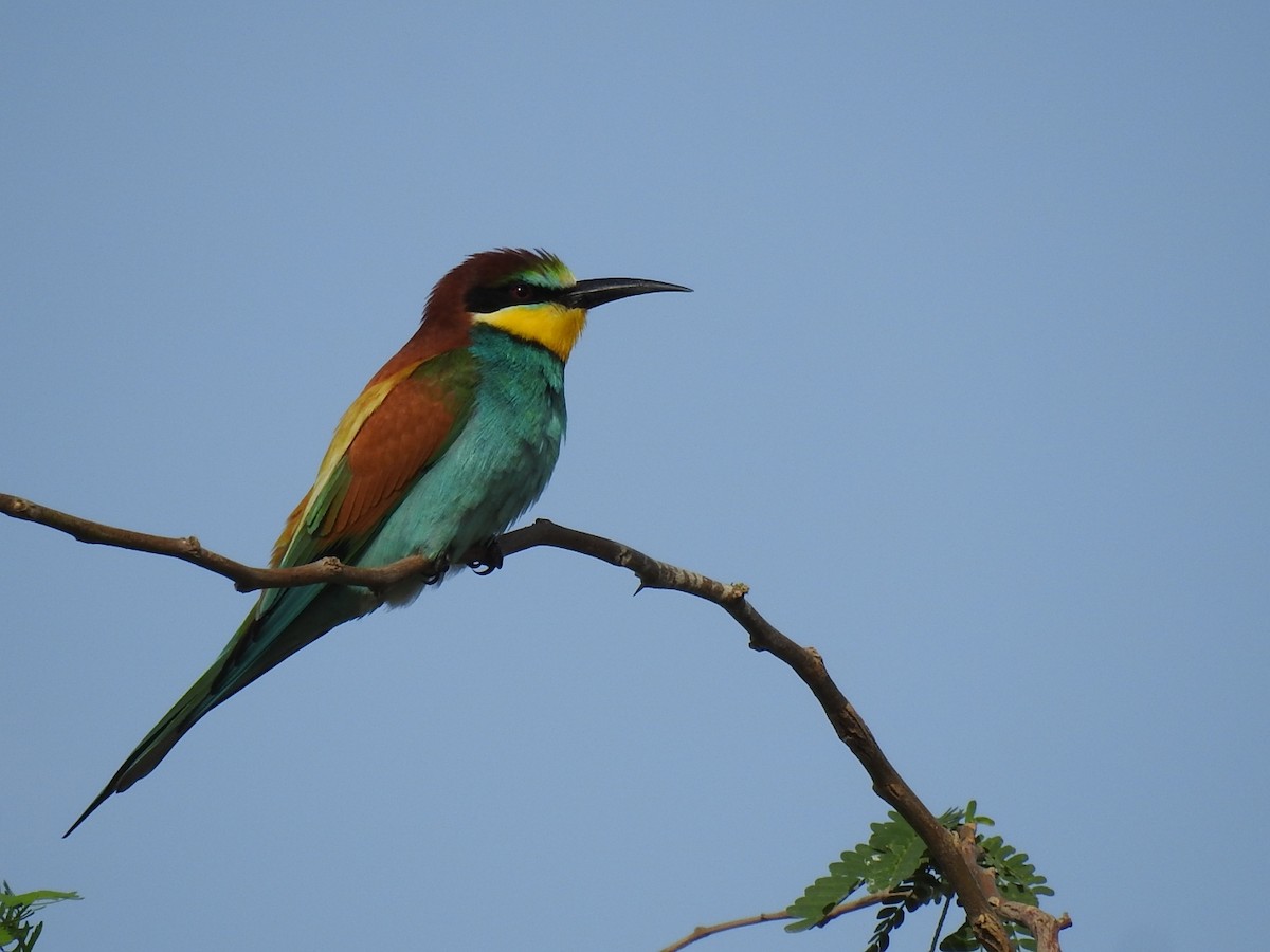 European Bee-eater - Irvin Calicut