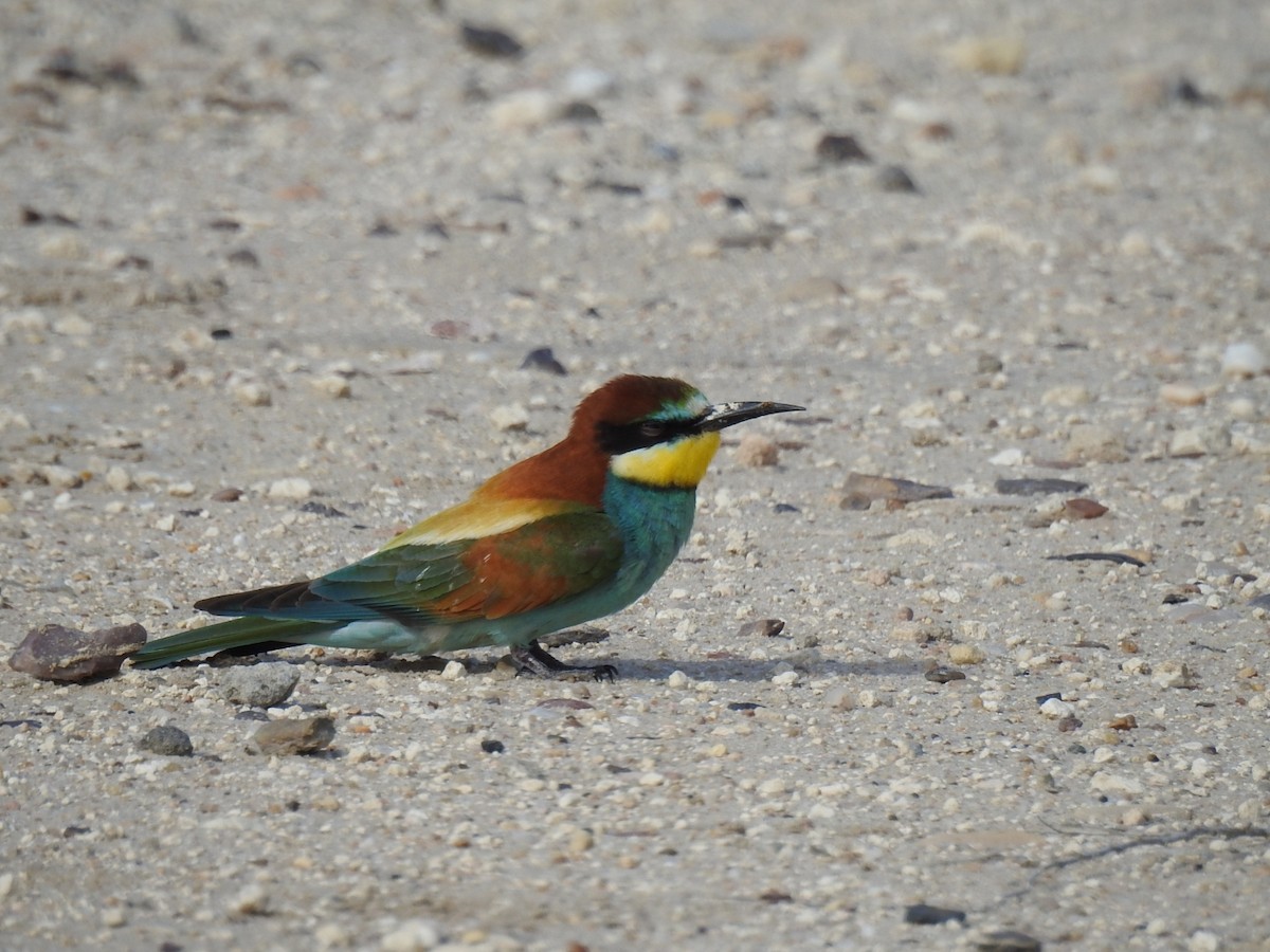 European Bee-eater - ML618672626