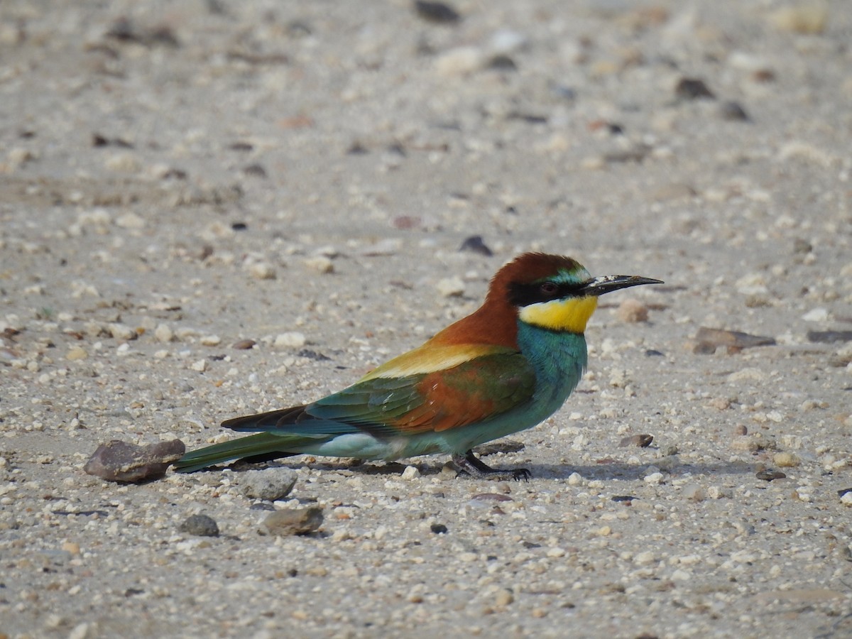 European Bee-eater - ML618672627