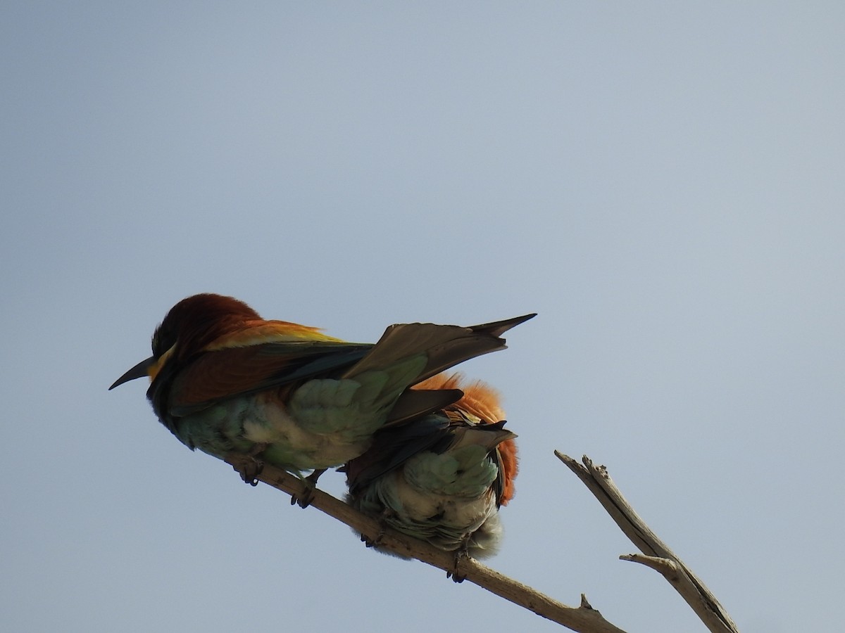 European Bee-eater - ML618672631