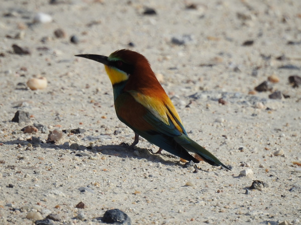 European Bee-eater - ML618672633