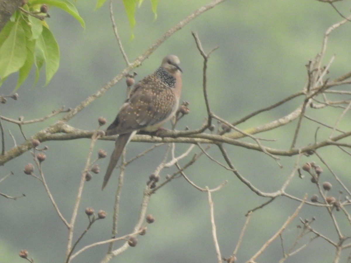 Spotted Dove - Aniruddha Ghosh