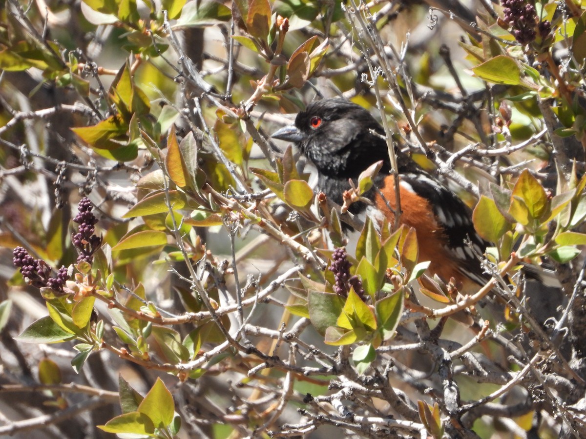 Spotted Towhee - ML618672677