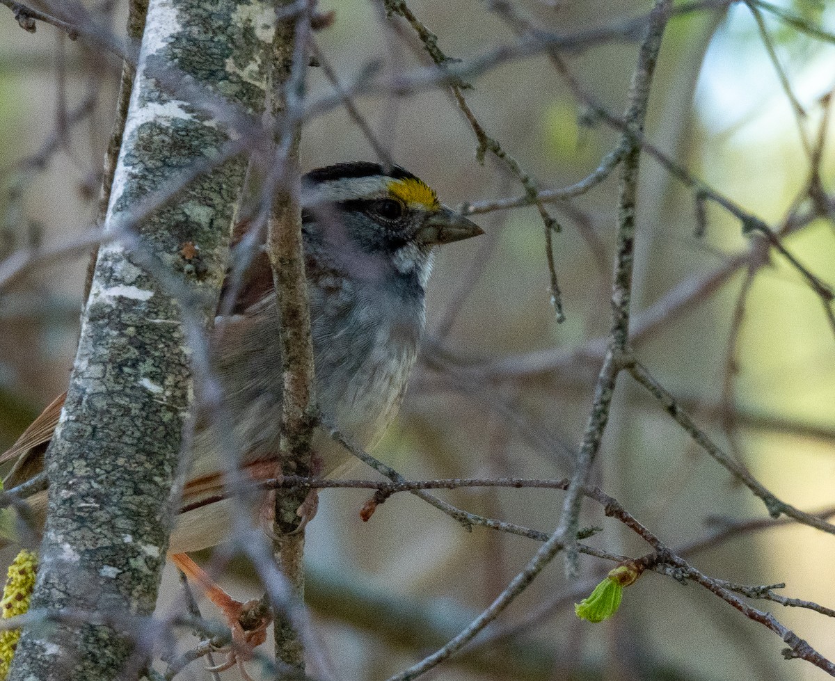 White-throated Sparrow - ML618672731