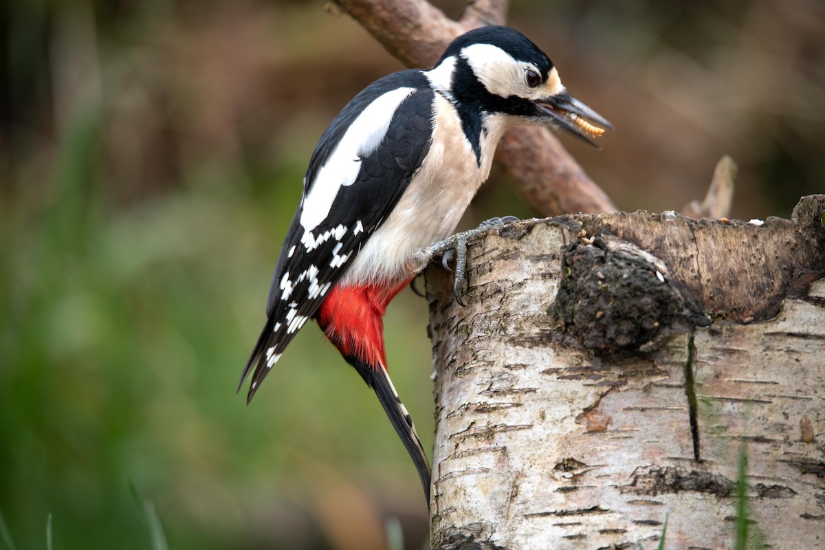 Great Spotted Woodpecker - ML618672775