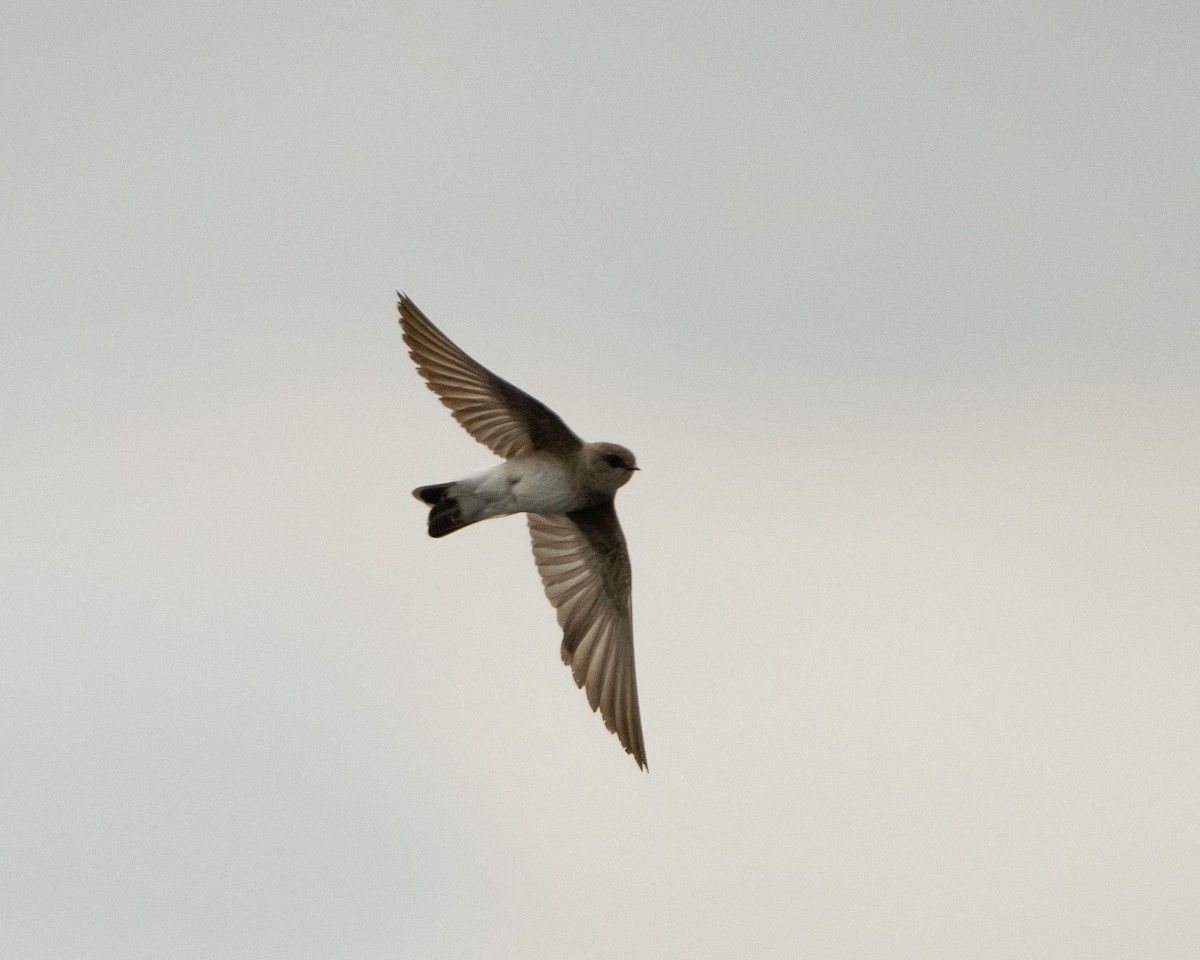 Northern Rough-winged Swallow - ML618672776