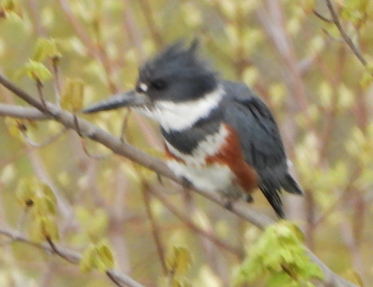 Belted Kingfisher - ML618672805