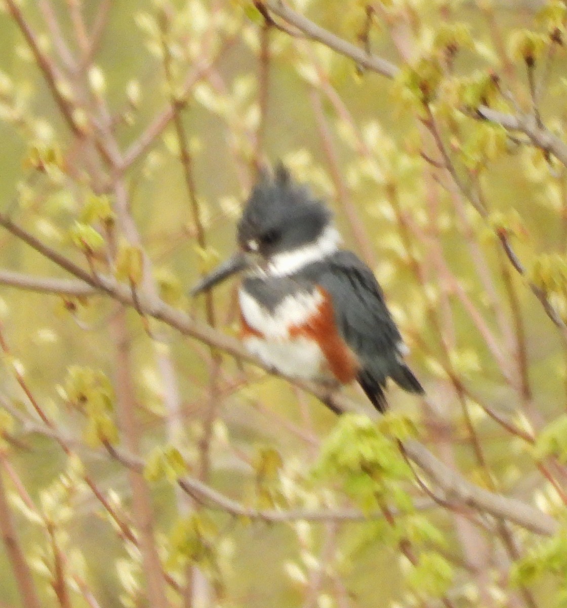 Belted Kingfisher - ML618672809
