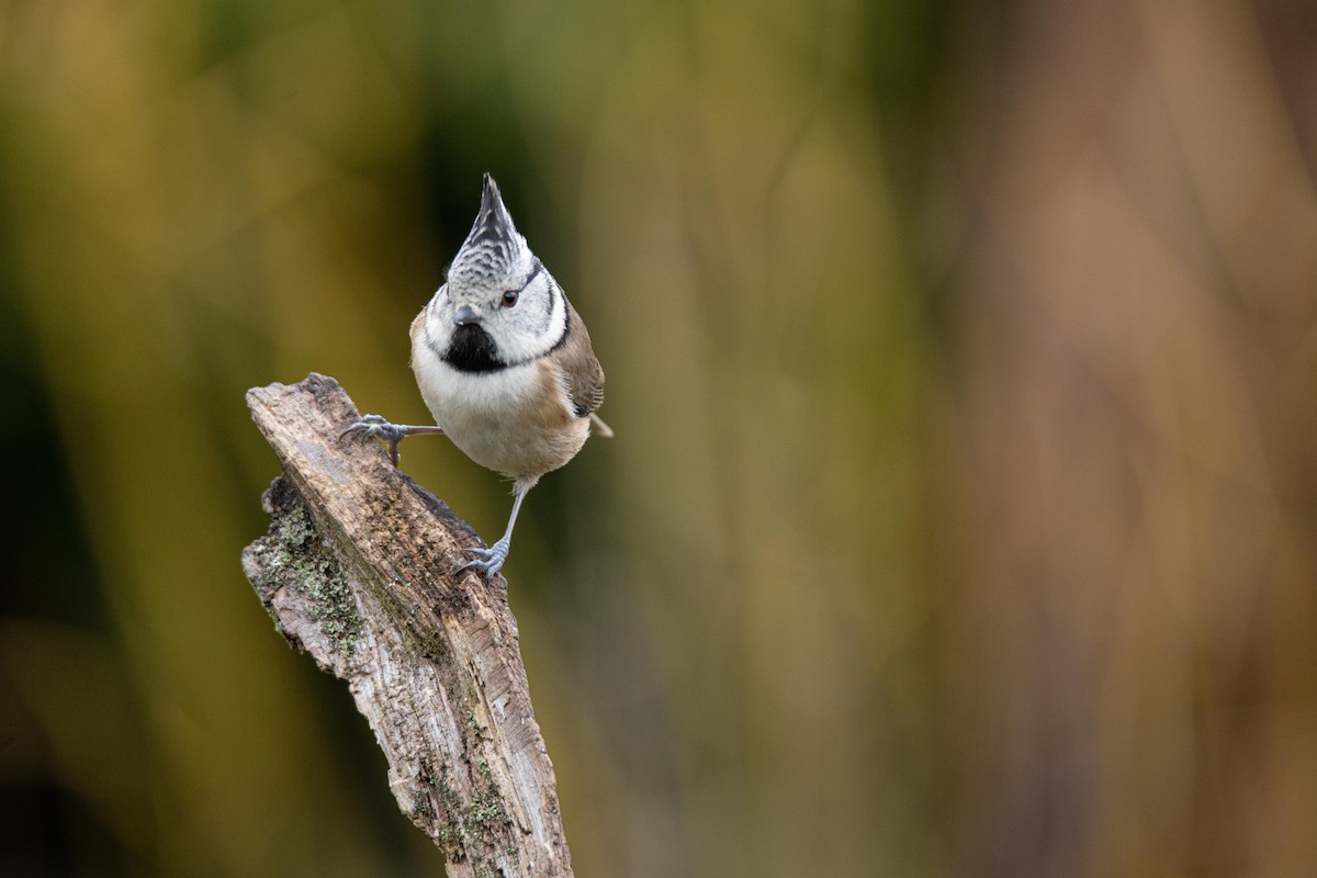 Crested Tit - ML618672816