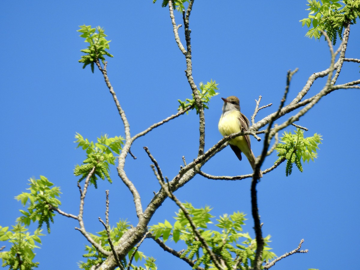 Great Crested Flycatcher - ML618672856