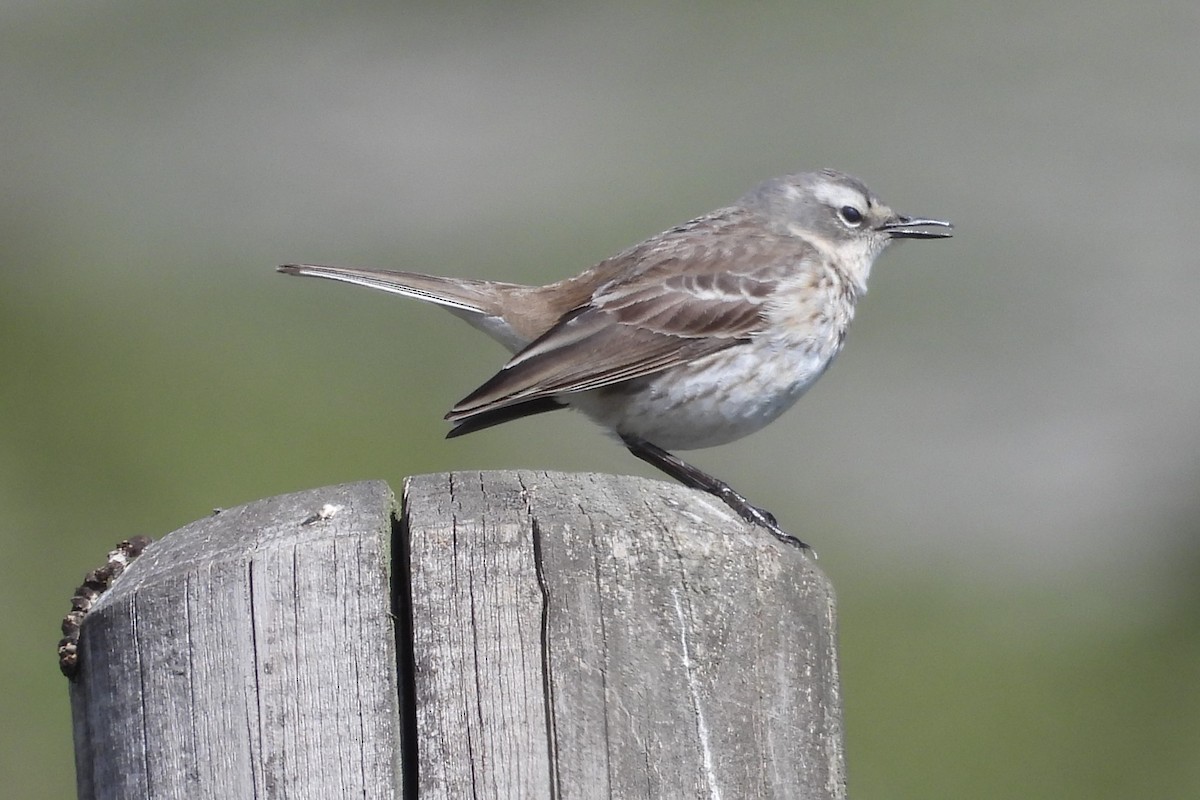 Water Pipit - ML618672884