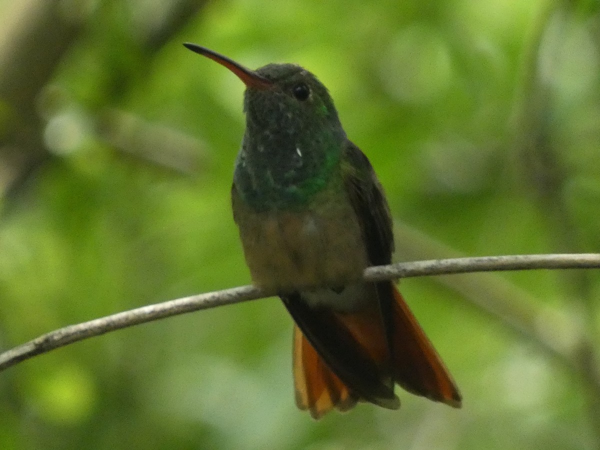 kolibřík yukatanský - ML618672912