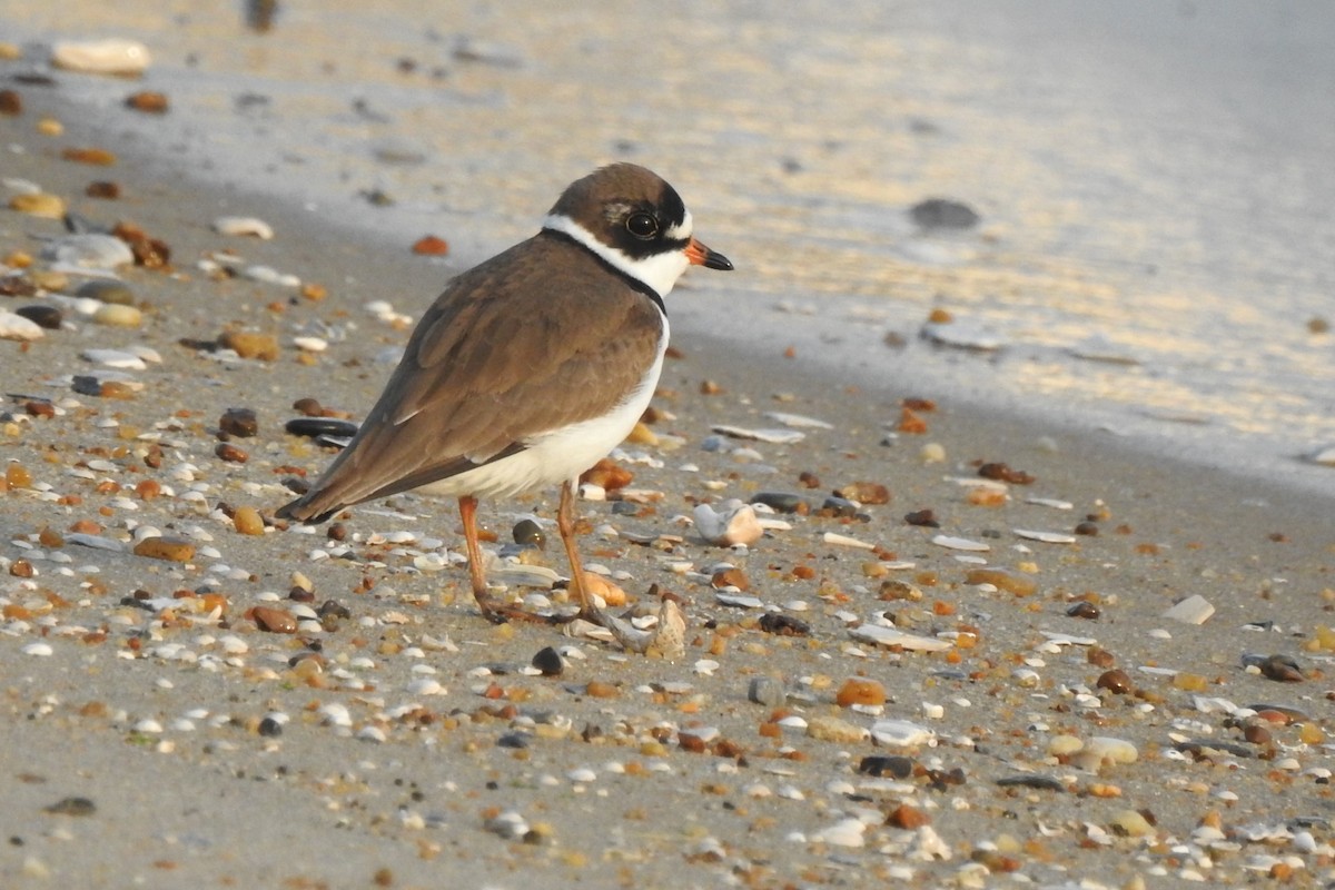 Semipalmated Plover - ML618672933