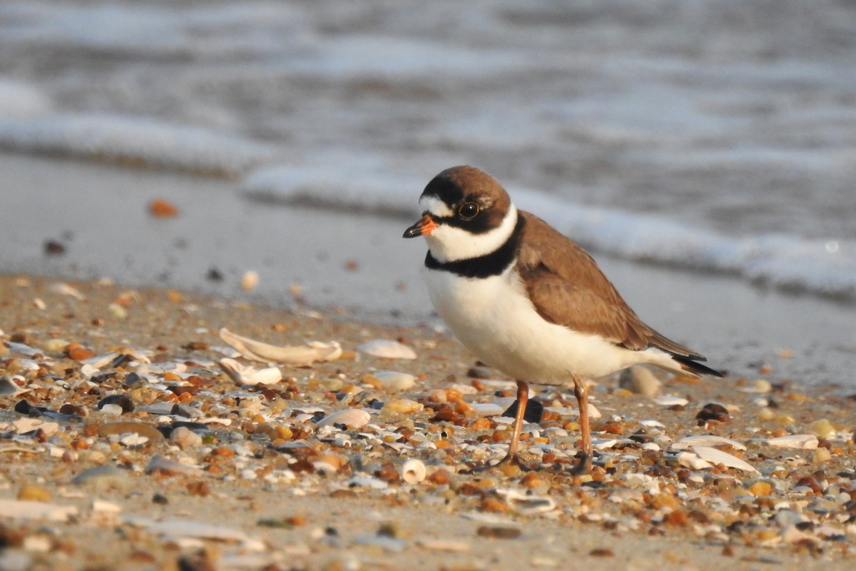 Semipalmated Plover - ML618672934