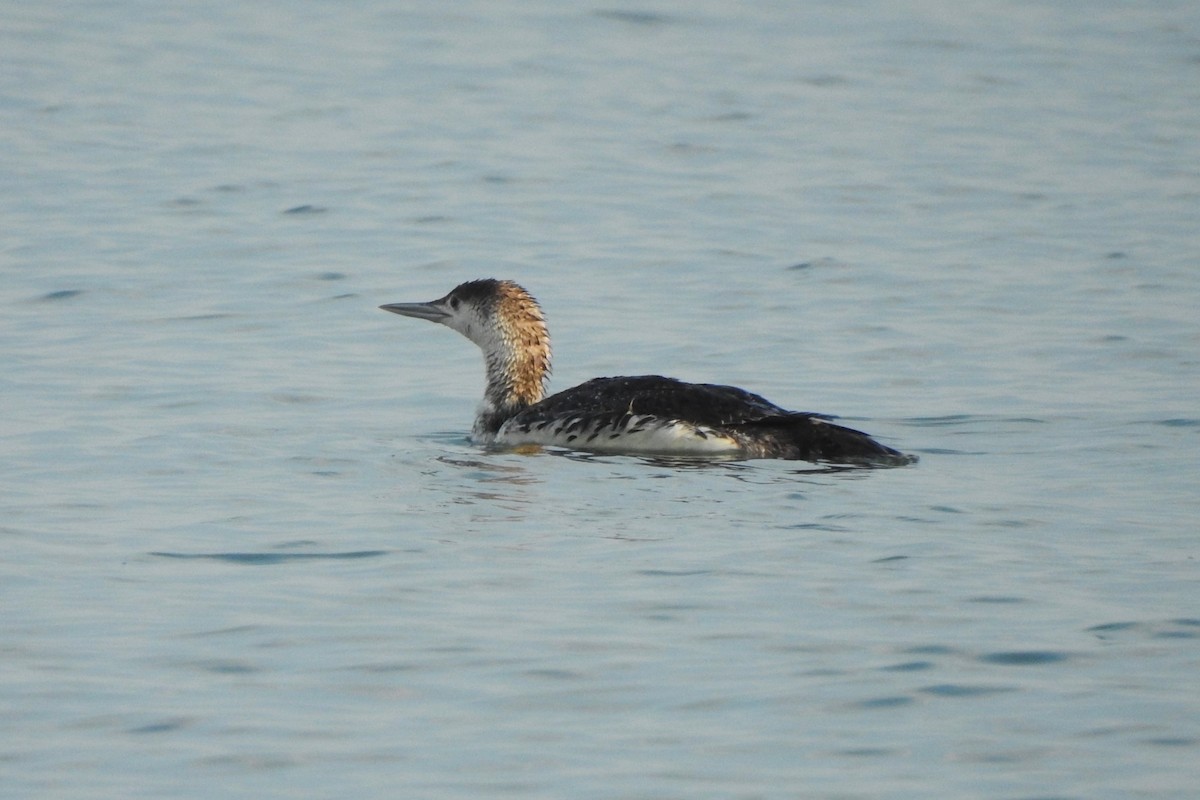 Red-throated Loon - ML618672960