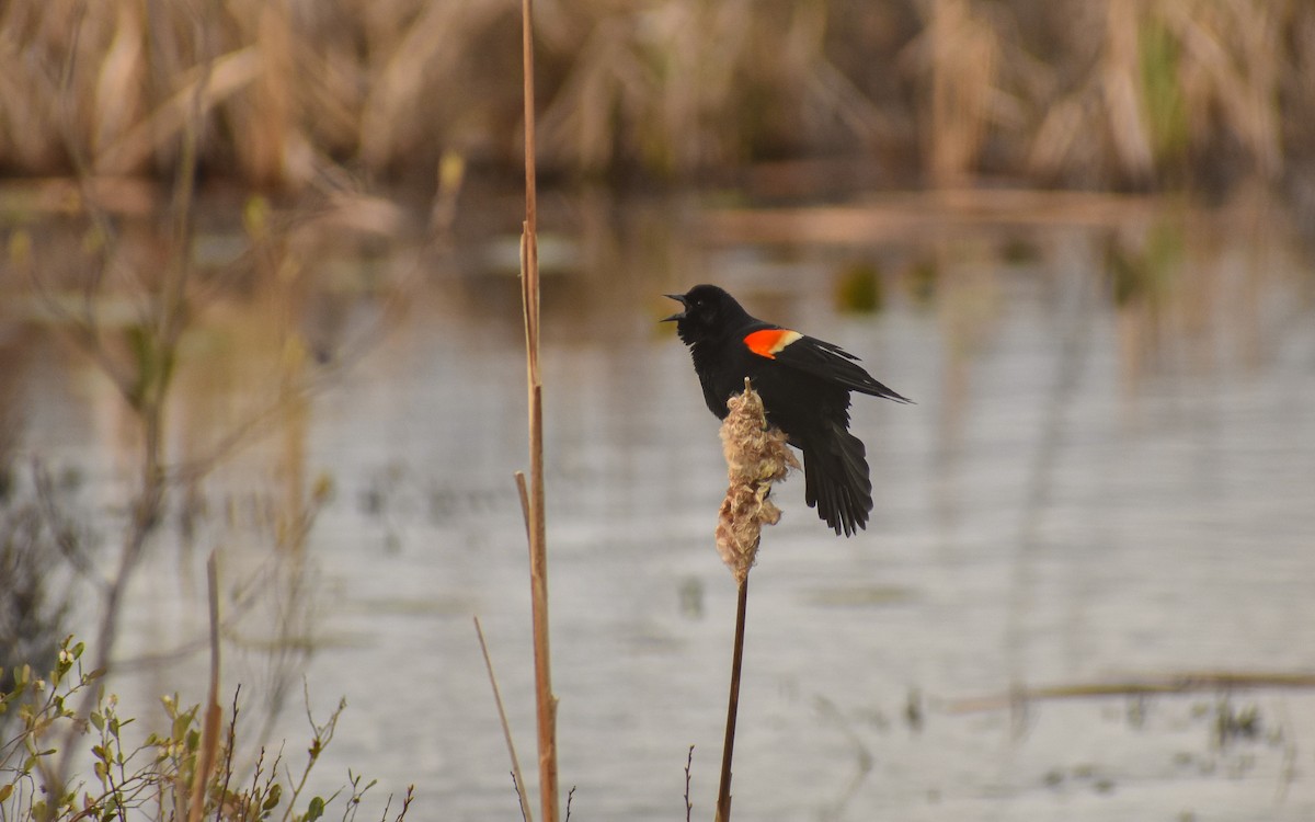 Red-winged Blackbird - Clovis Marion