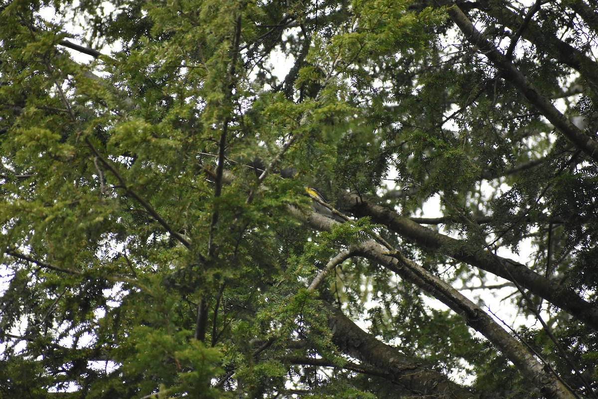 Yellow-rumped Warbler - Clovis Marion