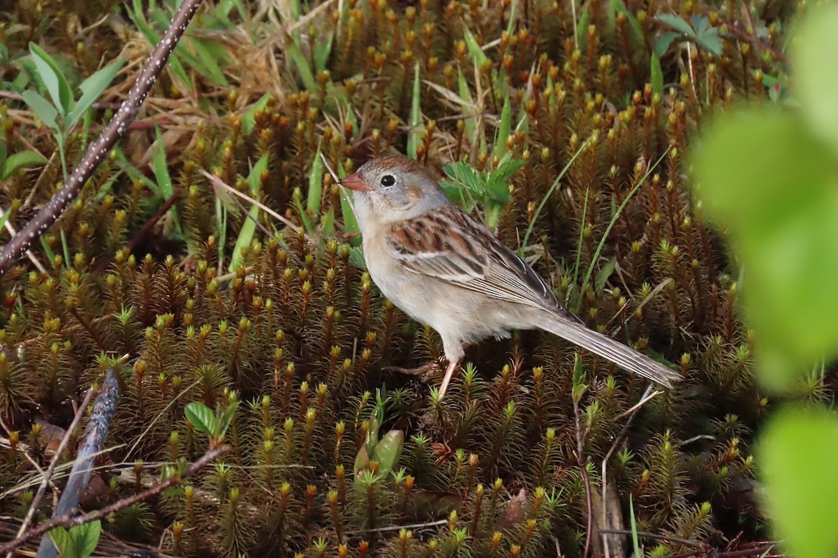 Field Sparrow - ML618672987