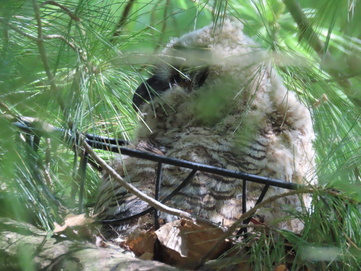 Great Horned Owl - Juliet Berger