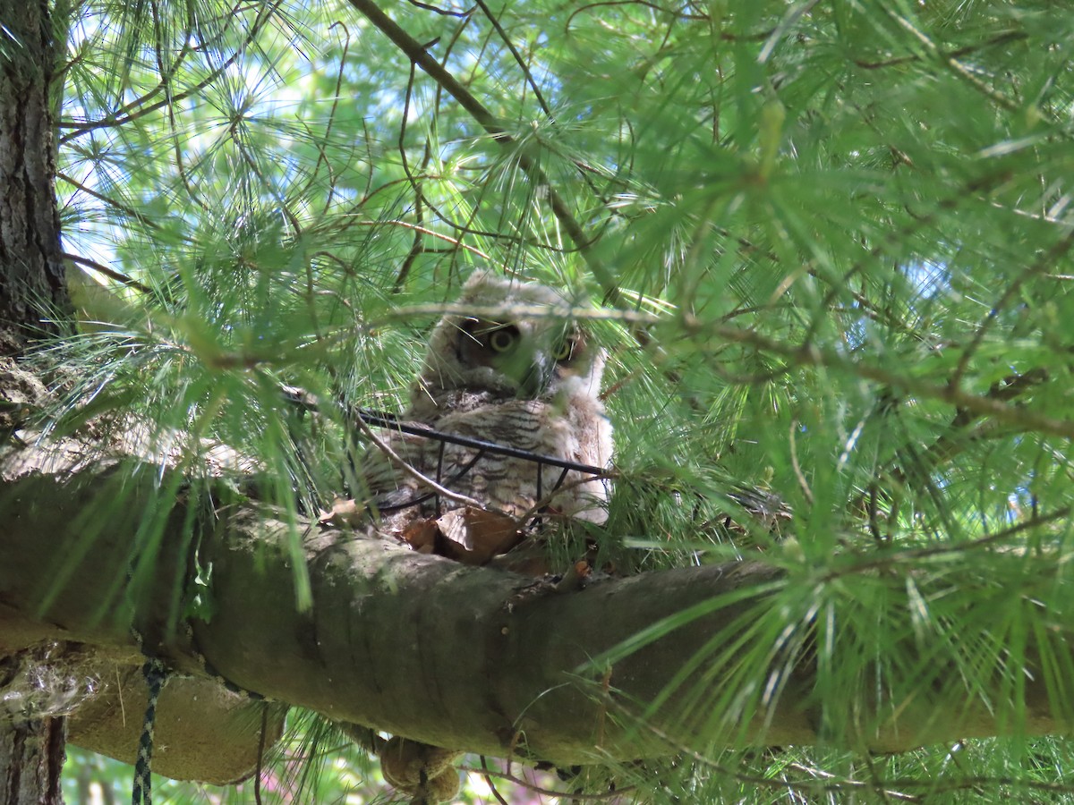 Great Horned Owl - ML618672999