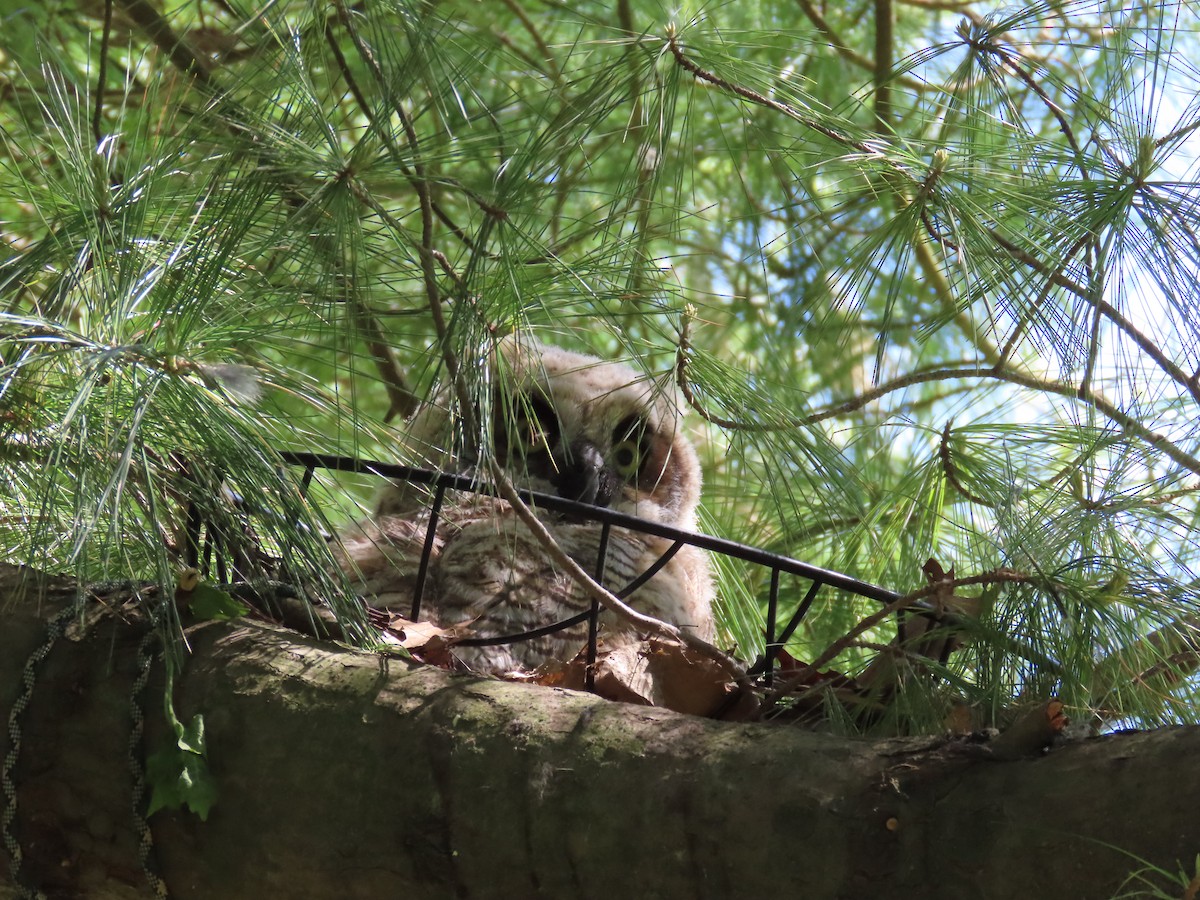 Great Horned Owl - ML618673000