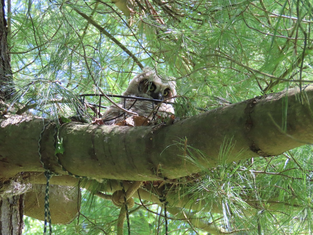 Great Horned Owl - ML618673001