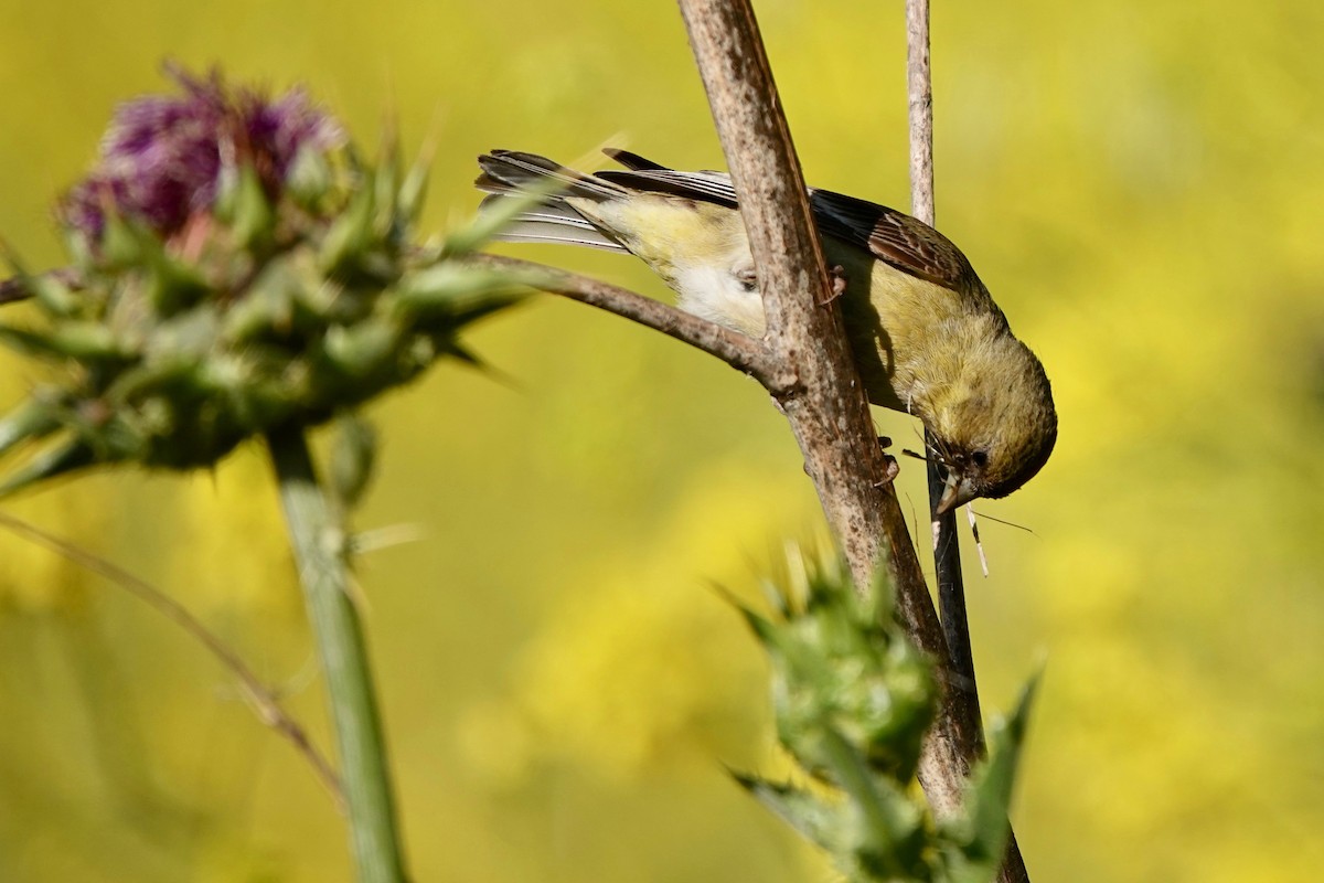 Lesser Goldfinch - Neepa s