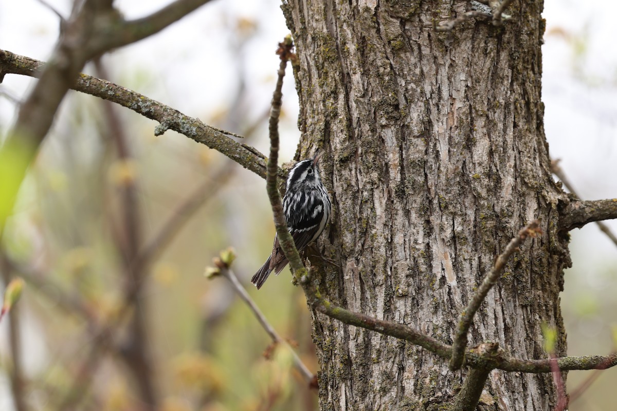 Black-and-white Warbler - ML618673123