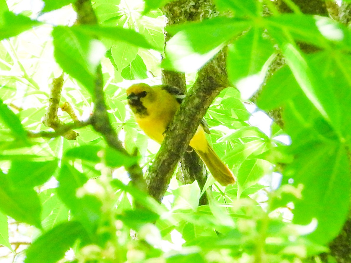 Orchard Oriole - ML618673141