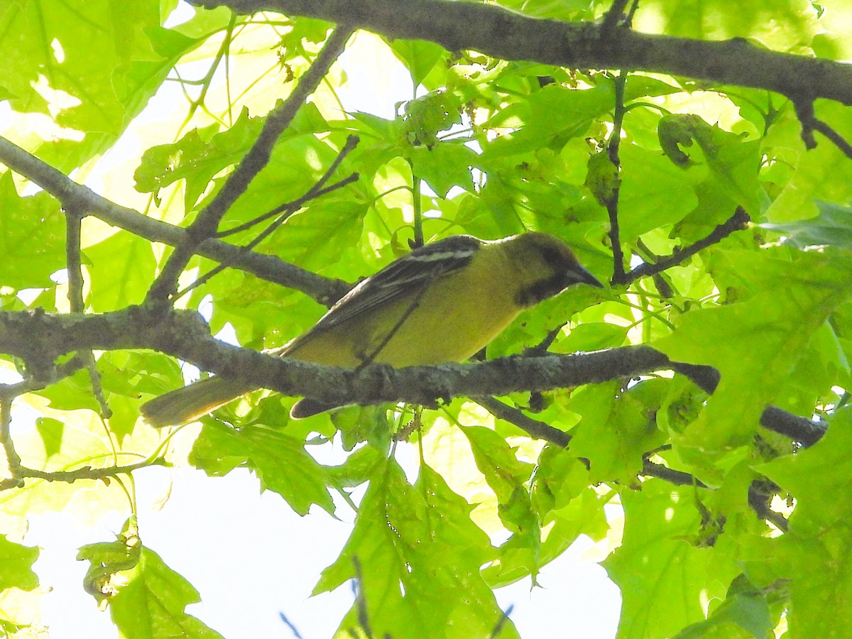 Orchard Oriole - ML618673142