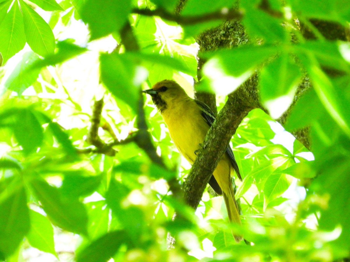 Orchard Oriole - ML618673145