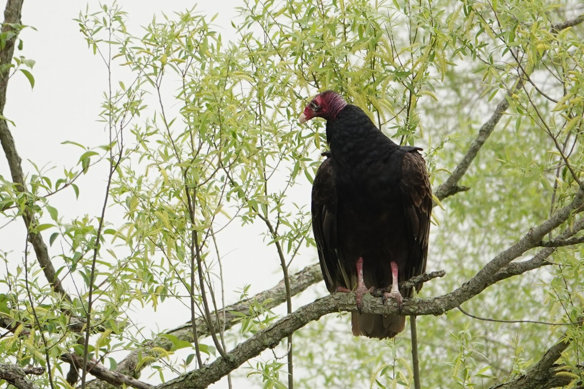 Turkey Vulture - Linda Hamp