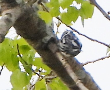 Black-and-white Warbler - ML618673264