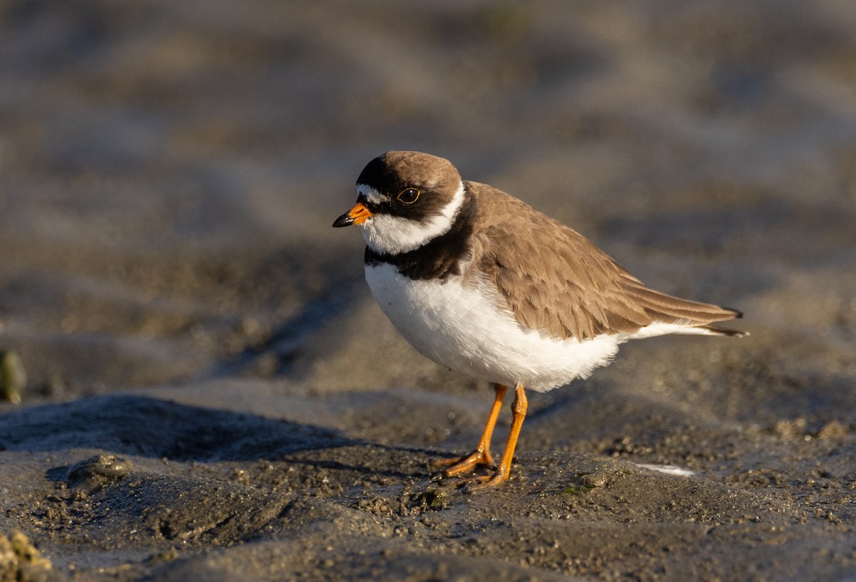 Semipalmated Plover - ML618673272